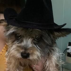 Meet your Posher, Carrie